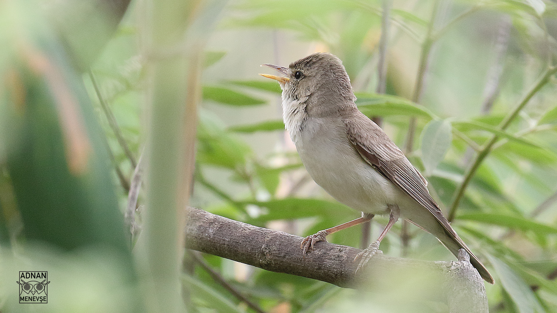 Eastern Olivaceous Warbler